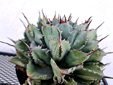 Agave potatorum cubic for sale  Mira Loma