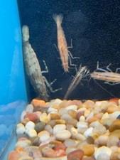 bamboo shrimp for sale bamboo shrimp for sale Discovery Bay