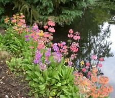 Plants primula harlow for sale  NEWTOWNARDS