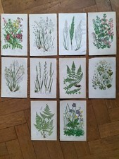 Lithos botanique anne d'occasion  Metz-