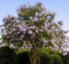 Lilac purple crepe for sale  Lecanto