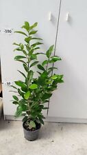 Pianta prunus laurocerasus usato  Altamura