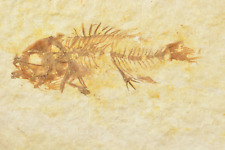 Baby priscacara green for sale  Salt Lake City