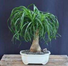 Palm bonsai tree for sale  Patchogue