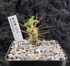 Sarcocaulon herrei random for sale  Shipping to United Kingdom