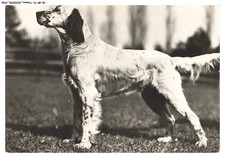 Bfp1 0969 chien d'occasion  France