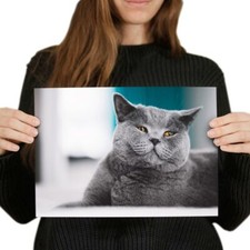Grey british shorthair for sale  SELBY