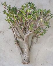 Large trumpet jade for sale  San Marcos