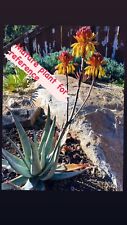 Aloe andringitrensis super for sale  Carlsbad