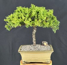 Juniper bonsai tree for sale  Patchogue