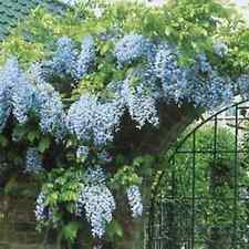Glycine bleue parfumee d'occasion  Villemandeur