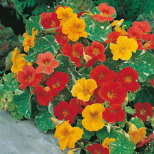 Alaska mix nasturtium for sale  Tarpon Springs