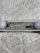 Black garden ant for sale  BIRMINGHAM