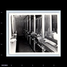 Vintage photo chicken for sale  Grass Valley