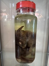 Rabbit taxidermy wet for sale Rabbit taxidermy wet for sale  BORDON