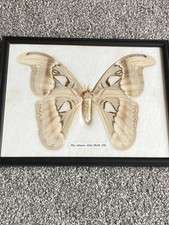 Framed mounted butterfly for sale  STOCKTON-ON-TEES