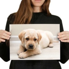 Cute labrador puppy for sale  SELBY
