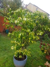 Benjaminbaum echte zimmerpflan gebraucht kaufen  Landau