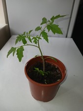 Tomato piece plant for sale  SCUNTHORPE