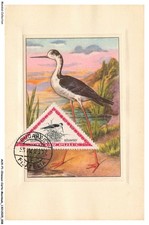 Auxp1 0005 oiseaux d'occasion  Expédié en Belgium