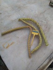 Eriocereus bonplandii. cutting usato  Civitanova Marche