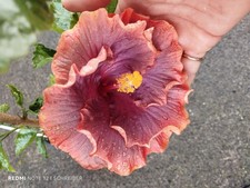hibiskus pflanze gebraucht kaufen hibiskus pflanze gebraucht kaufen Klosterlechfeld