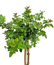 Kugel esche fraxinus gebraucht kaufen  Uplengen
