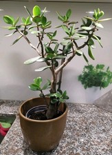 44cm pfennigbaum glückbaum gebraucht kaufen  Baltmannsweiler