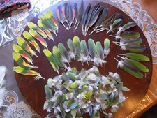 Plumas de cola de loro amazónico cuarenta "40" cuenta MÁS cuerpo docenas plumas segunda mano  Embacar hacia Mexico