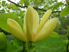 Pianta magnolia brookynensis usato  Italia