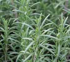 Herb plants garden for sale  WORKSOP