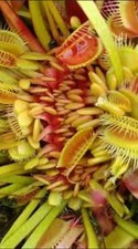 Pianta carnivora Dionea muscipula “Hydra” M NO SEMI torba giardino dionea na sprzedaż  Wysyłka do Poland