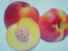 Noyaux brugnon d'occasion Noyaux brugnon d'occasion  Saintes