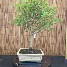Bonsai acero bergerianum usato  Cornate d'Adda