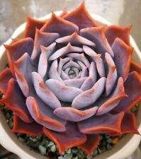 Rare echeveria lucila for sale  HULL