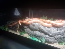 Vivarium 4ft heater for sale  FAREHAM