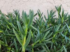 Live ice plant for sale  Lancaster