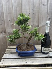 Bonsai tree large for sale  PERSHORE