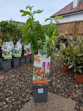 Peach fruit tree for sale  LARGS