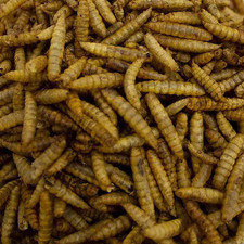 Leagrams calci worms for sale  PRESTON
