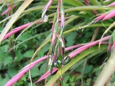 Billbergia nutans friendship for sale  HORSHAM