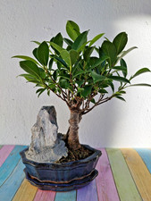 Ficus retusa bonsai gebraucht kaufen  Burglengenfeld