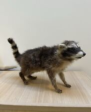 Taxidermy raccoon for sale  COVENTRY