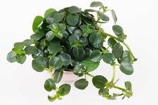 Rare pilea depressa for sale  RAMSGATE