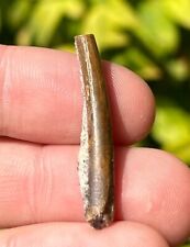 Niger fossil pterosaur for sale  Coppell