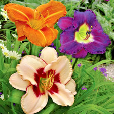 Hemerocallis daylily upon for sale  Hollister