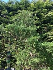 Leylandii conifer tree. for sale  PENARTH