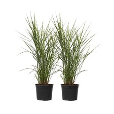 Miskant chiński - 2 szt - Miscanthus sinensis 'Zebrinus' - W20-30cm - ⌀23cm na sprzedaż  Wysyłka do Poland