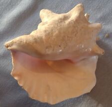 Large queen conch for sale  Mankato