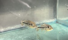 Royal snakeskin peacock for sale  Manvel